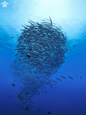 A Sphyraena qenie | blackfin barracuda