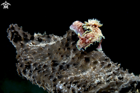 A Glossodoris cincta | Glossodoris cincta