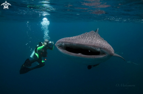 A Whale shark