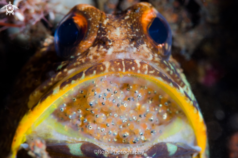 A Jawfish