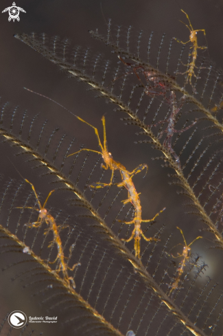 A Caprella sp | Skeleton Shrimp