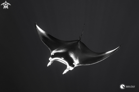 A Mobula alfredi | Reef Manta