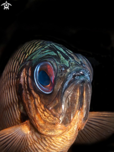 A (Myripristis adusta) | shadowfin soldierfish