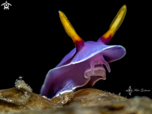 A Nudibranch