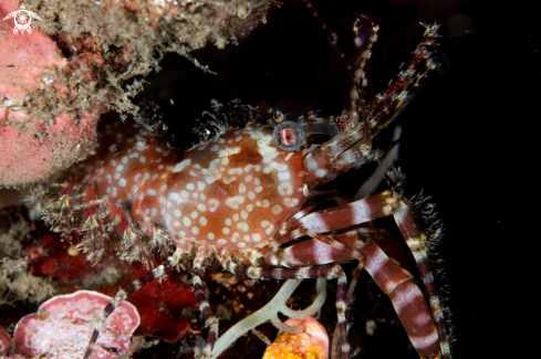 A Marble shrimp!