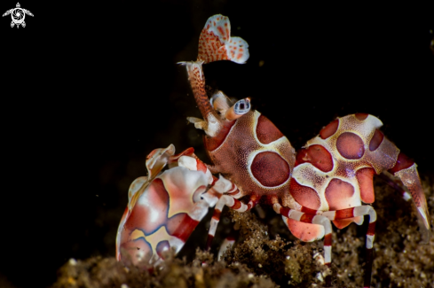 A Harlequin shrimp