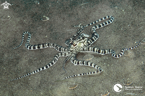 A Thaumoctopus mimicus | Mimic Octopus