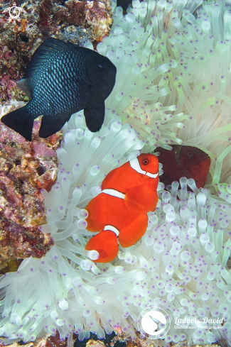 A Spinecheek Anemonefish