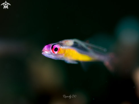 A Pink eye goby