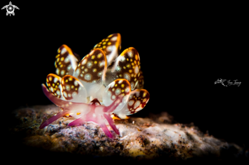 A Nudibranch