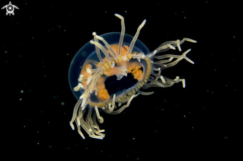 A Hydromedusa