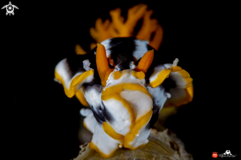 A Chromodoris magnifica