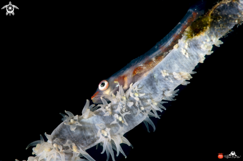 A Whip coral goby