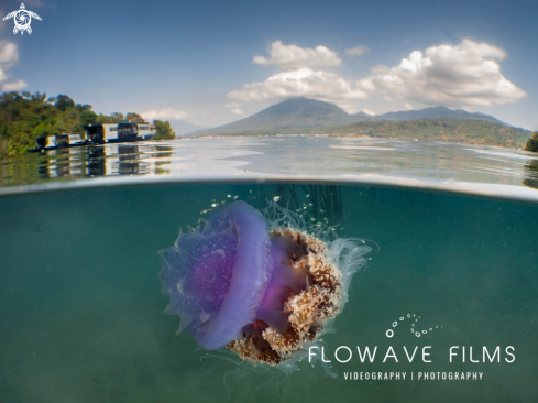 A Crown Jellyfish