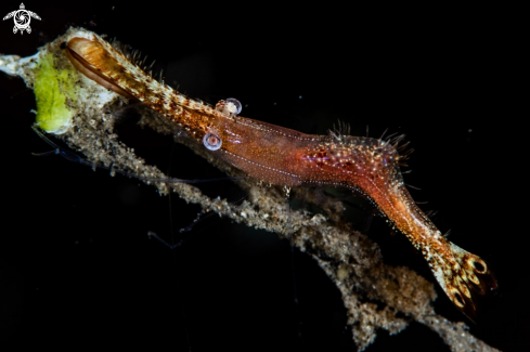 A Leander plumosus | Donald duck shrimp