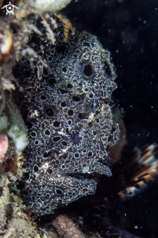 A Painted frogfish