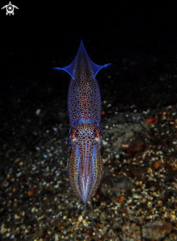 A Alloteuthis subulata