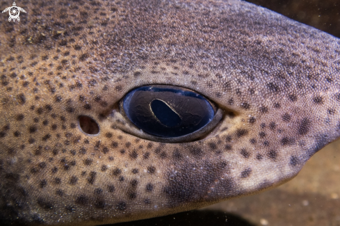 A Small-spotted Catshark