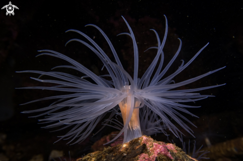 A Sea Loch Anemone