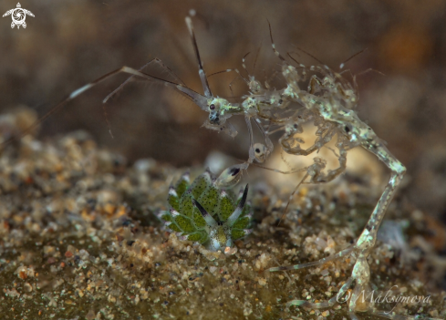 A Skeleton Shrimp (Caprella sp.) with babes and Sheep Nudi (Costasiella kuroshimae)
