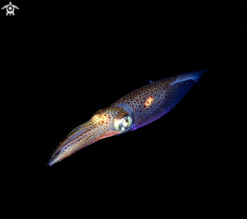 A European common squid