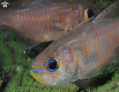 A Orange-lined cardinalfish 