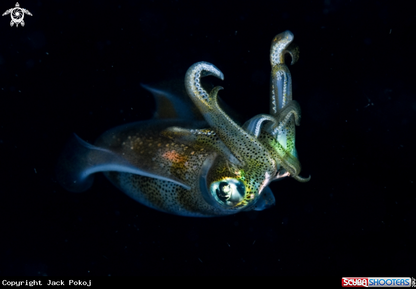 A Big fin reef squid