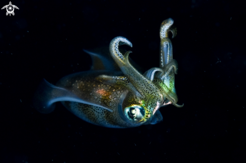 A Sepioteuthis lessoniana | Big fin reef squid