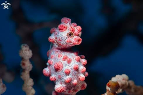 A Hippocampus bargibanti | Pygmy seahorse