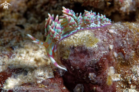 A Nudibranche