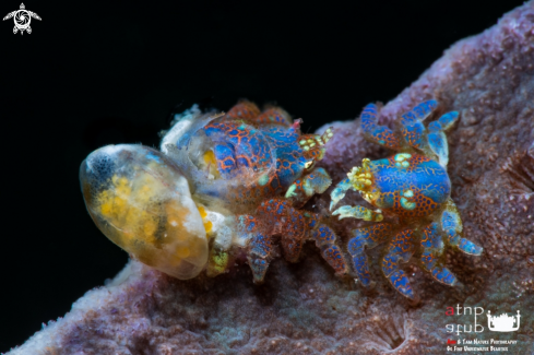 A Coral gall crab