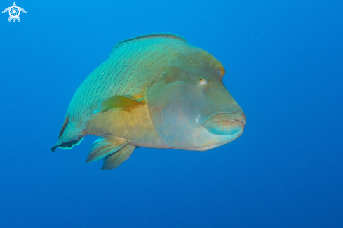 A Humphead wrasse 