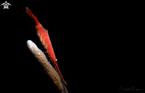 A Tozeuma armatum | Sawblade shrimp