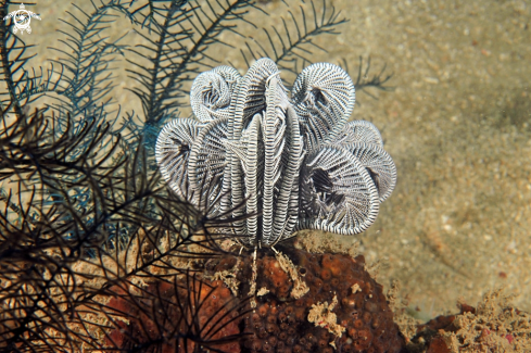 A feather star