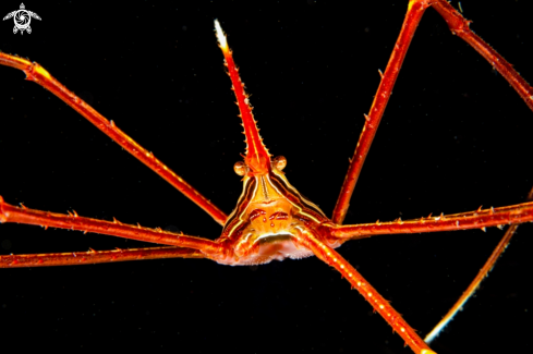 A atlantic arrow crab