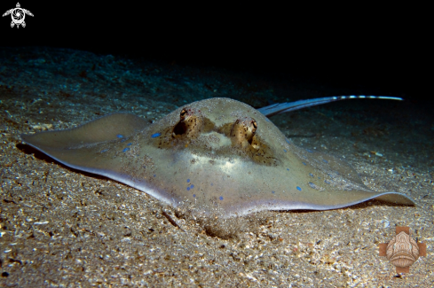 A Bluespotted Stingray