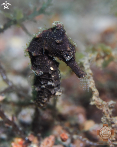 A Common Seahorse