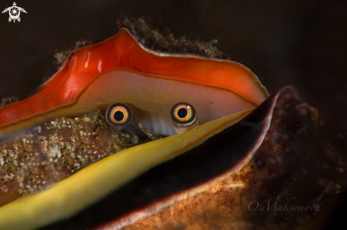 A Strawberry conch (Conomurex luhuanus) 