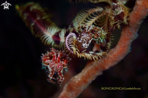 A Pygmy Cuttlefishes