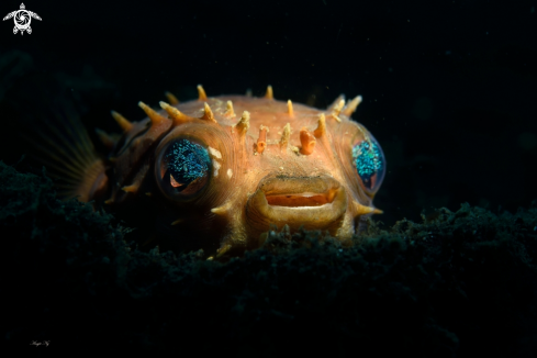 A Orbicular Burrfish