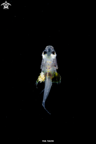 A Scorpion Fish