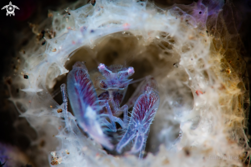 A Commensal sponge shrimp