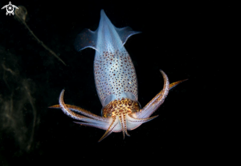 A European common squid