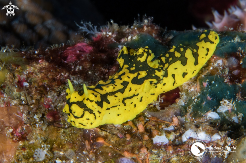 A Aegires(Notodoris) gardineri | Gardiner's Banana  Nudibranch