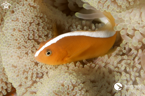 A Orange Skunk Clownfish