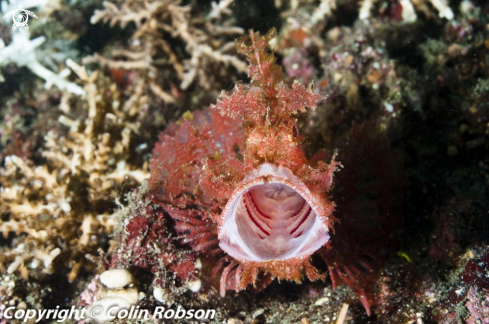 A reef fish