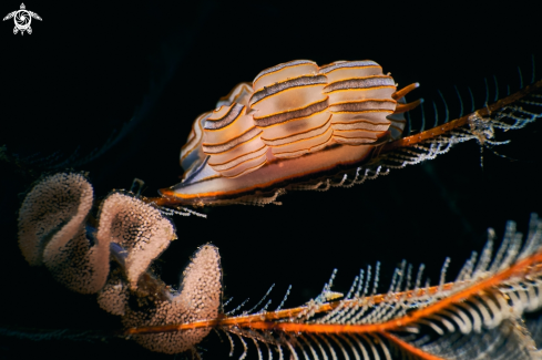 A NUDIBRANCH