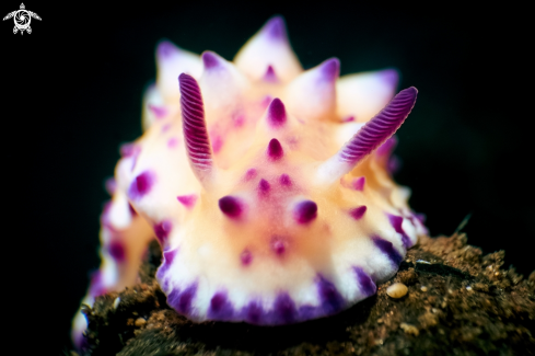 A Mexichromis multituberculata | NUDIBRANCH