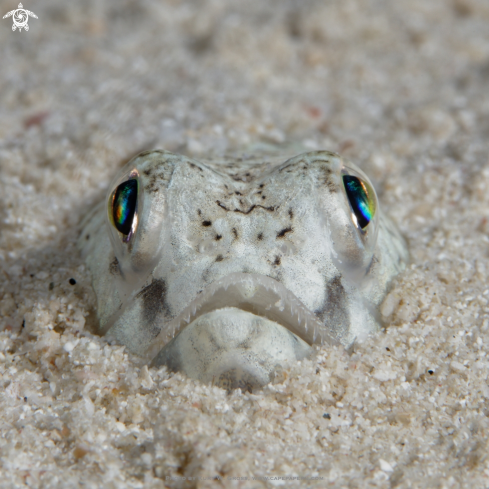 A Trachinocephalus myops, Painted Lizardfish | Painted Lizzard Fish