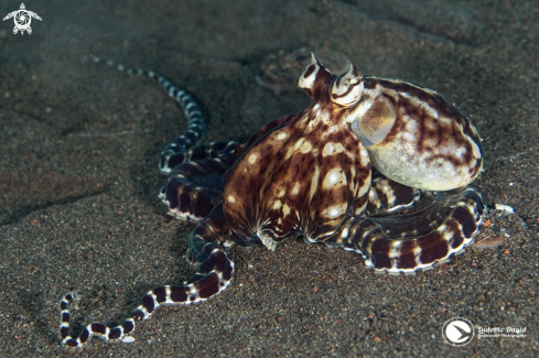 A Mimic Octopus